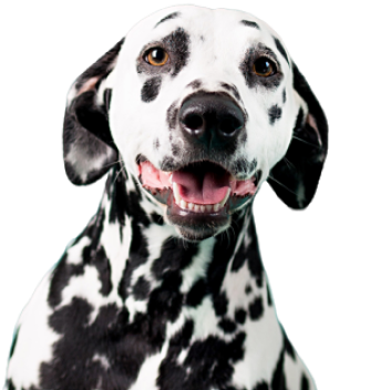 Dalmatian