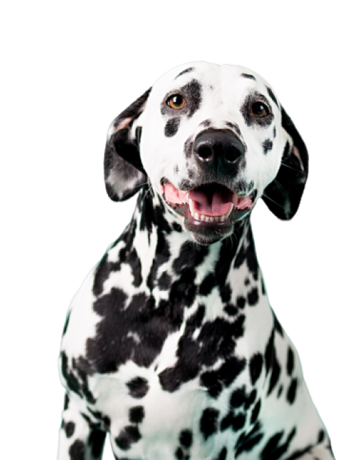 Dalmatian